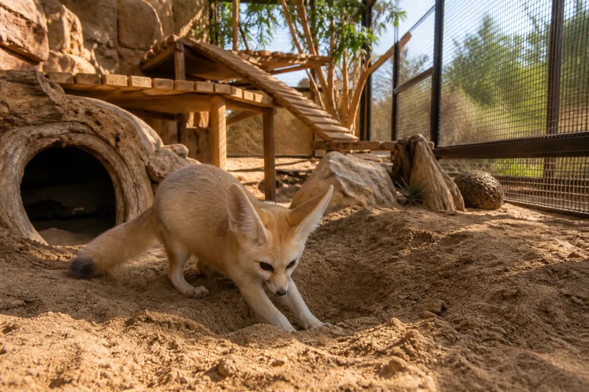 Fennec fox showing natural digging behavior in deep substrate inside an escape-resistant enriched enclosure
