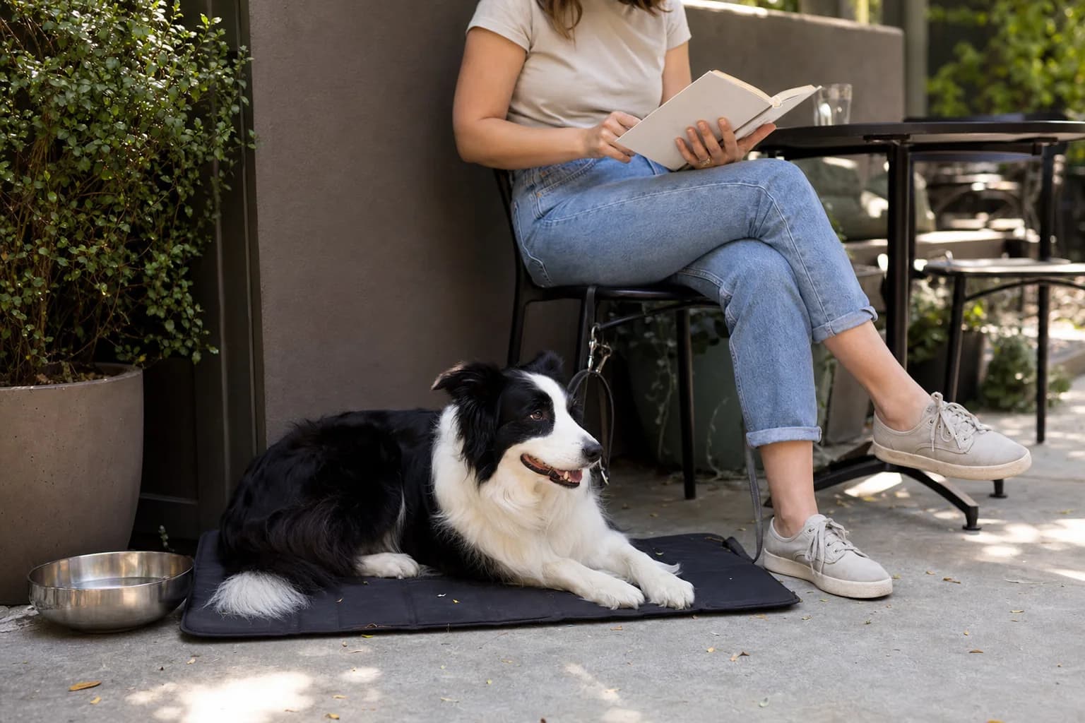Black-and-white Border Collie relaxed on a portable mat in a quiet cafe corner