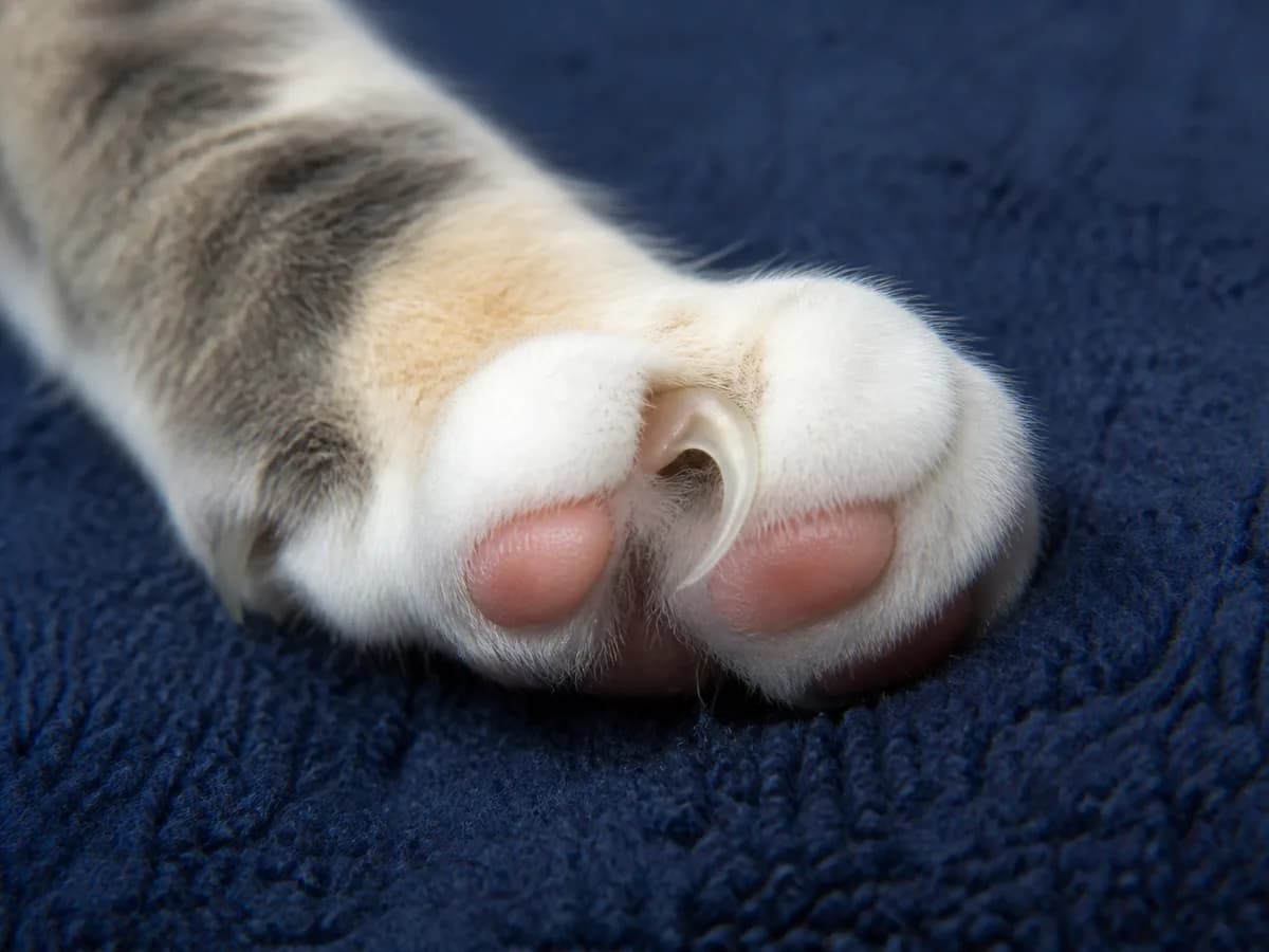 Close-up of an overgrown cat nail curling toward the paw pad before the claw becomes embedded