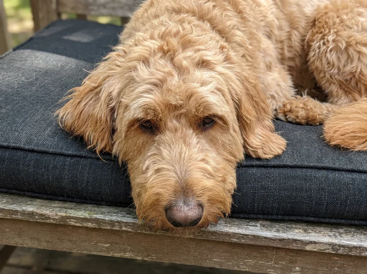 Cream doodle resting its head on an outdoor cushion