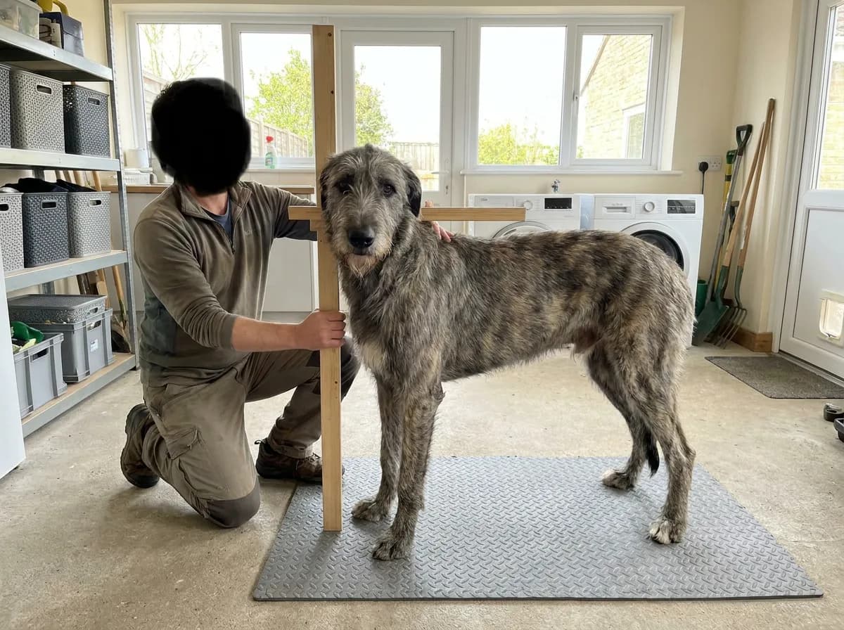 An Irish Wolfhound standing on a mat beside a height-measuring stick and handler.