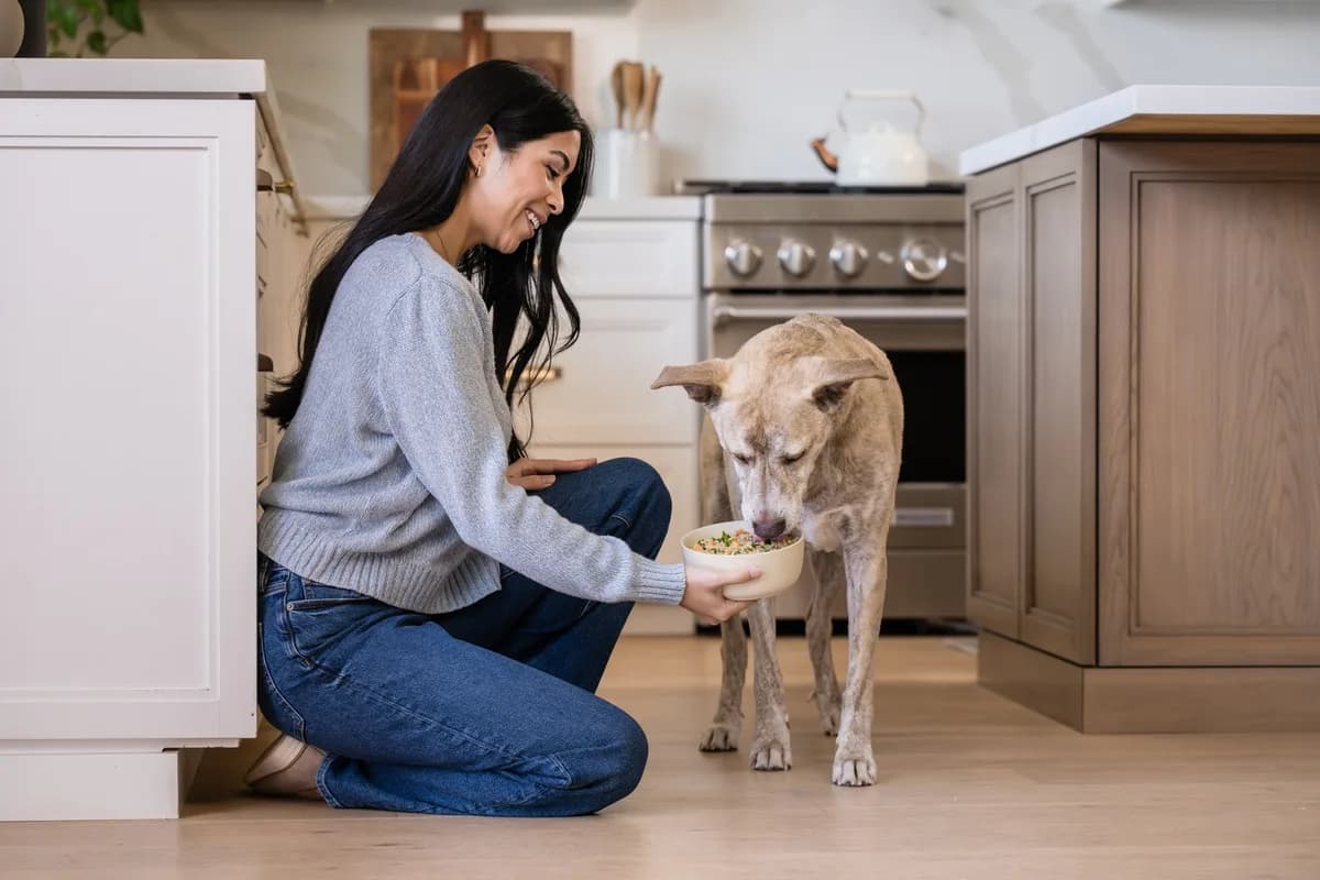 An older gray dog beside a meal bowl