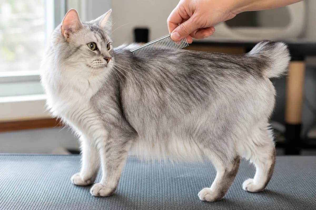 Longhaired silver-smoke Japanese Bobtail being gently combed in daylight with its pom-pom tail visible