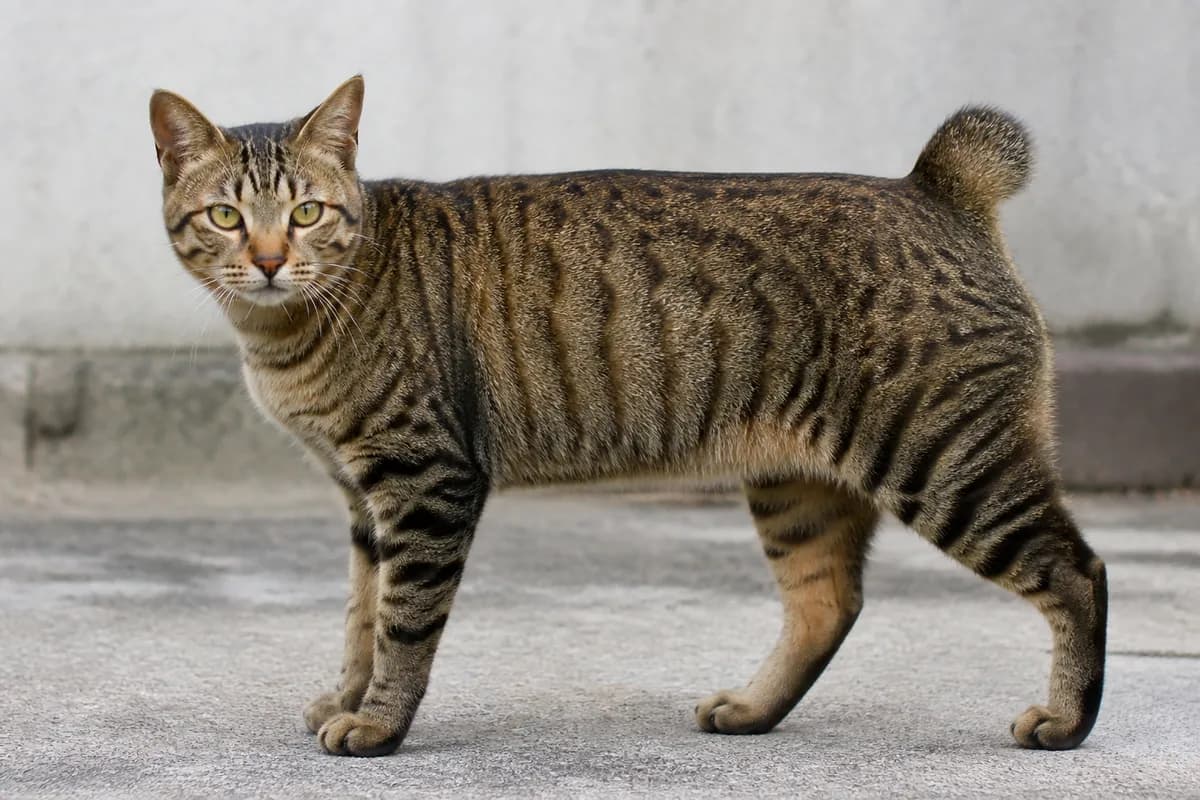 Brown tabby Japanese Bobtail with clear stripes and visible tail pom