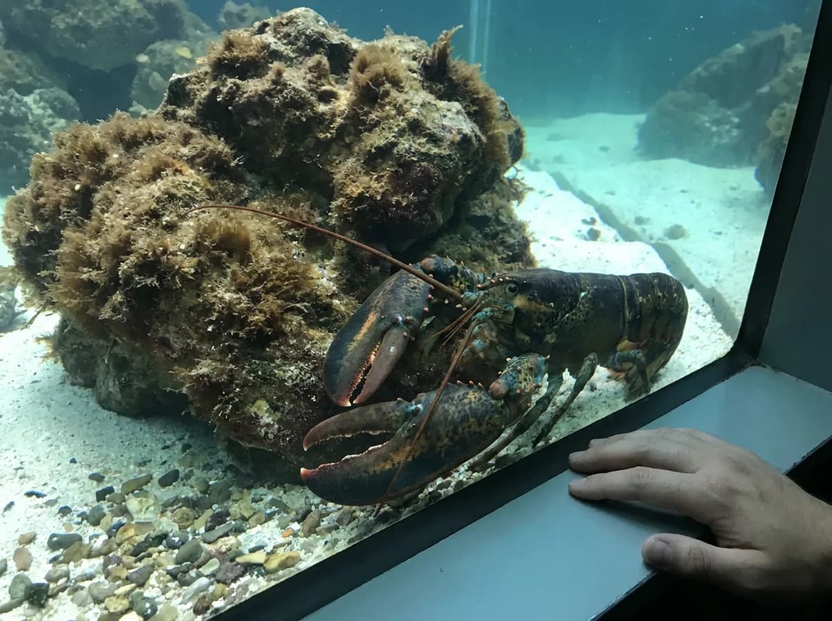 Large dark lobster beside a rocky shelter inside a glass aquarium.