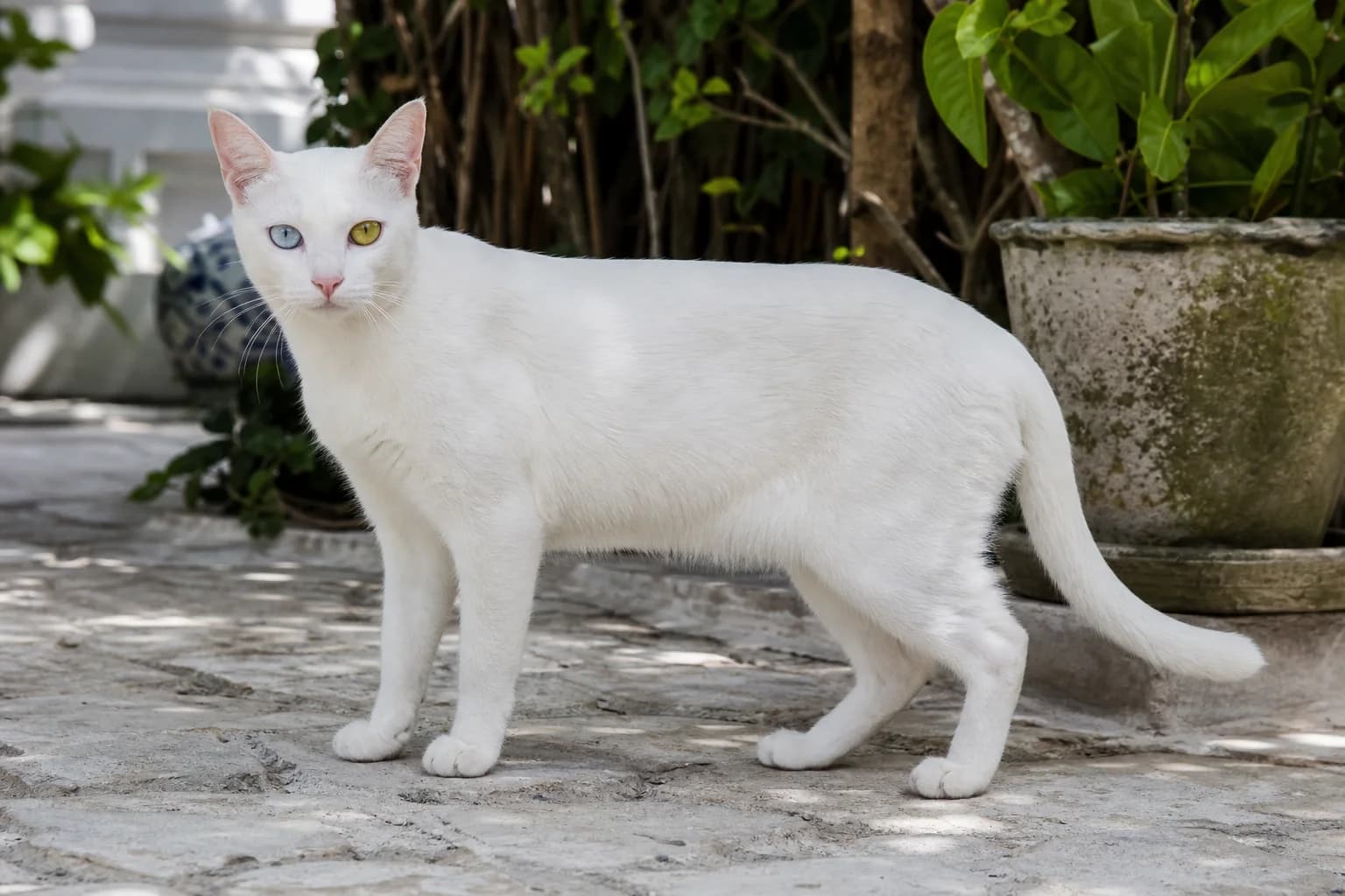 An alert adult Khao Manee standing in a bright lived-in home, photographed at cat level with a relaxed posture and no show-ring staging