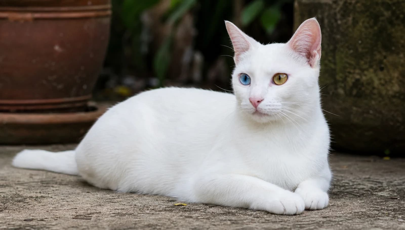 Healthy odd-eyed white cat resting outdoors with both eyes clearly visible