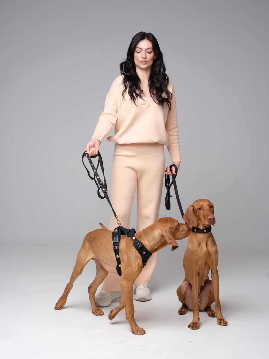 Two small dogs in a DOGISTRY-supplied training and social setup
