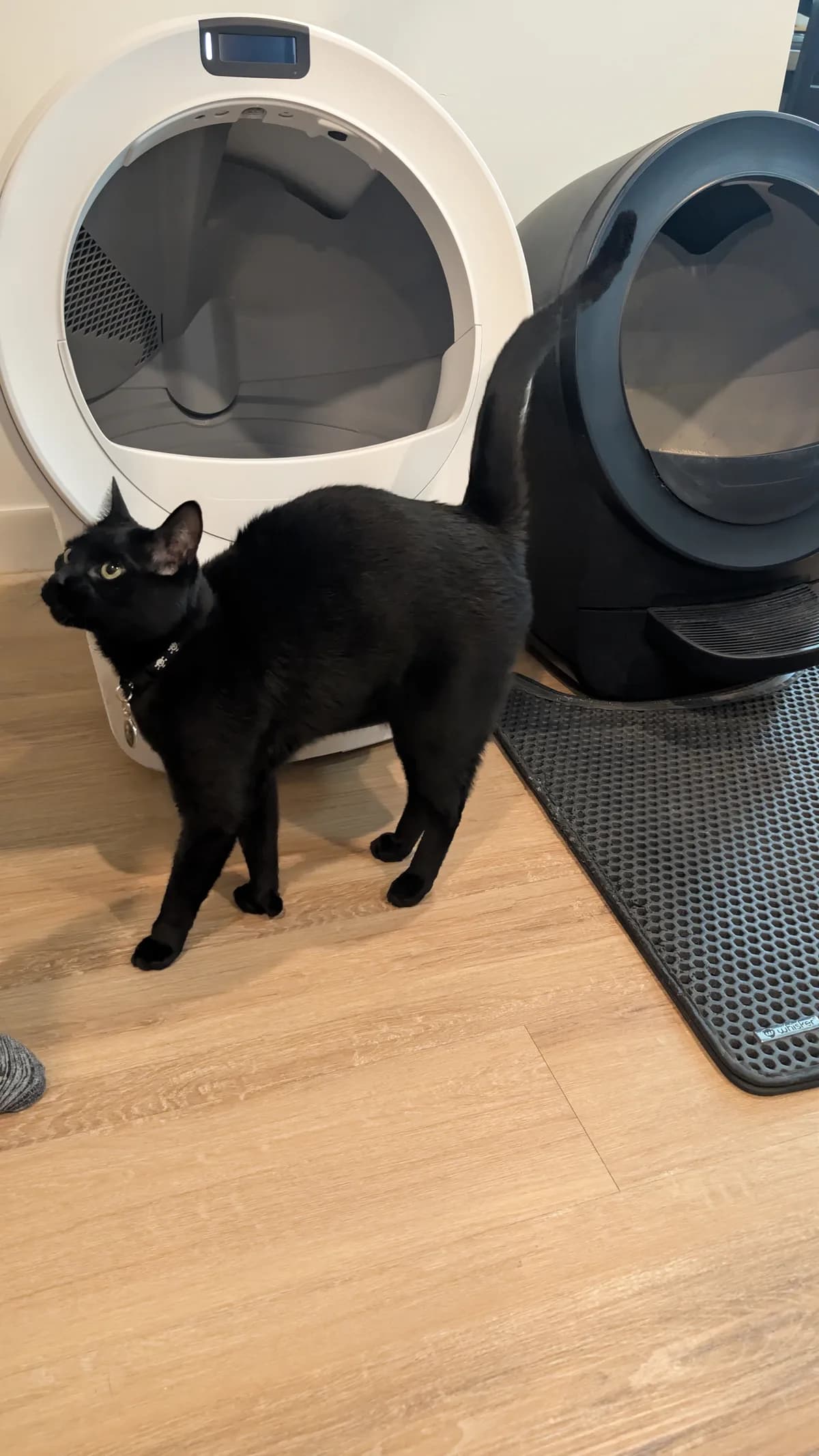 Black cat standing beside the white Litter-Robot 5 Pro at home