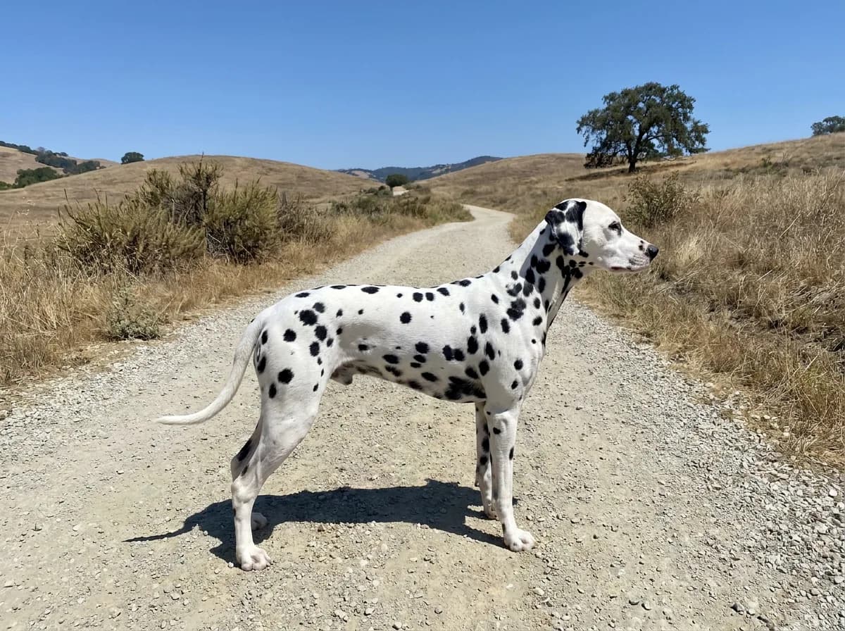Short-coated black-spotted Dalmatian standing side-on on a pale gravel track.