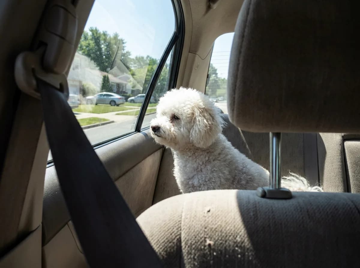 White Bichon Frise sitting on a car back seat looking out the side window at a sunny street