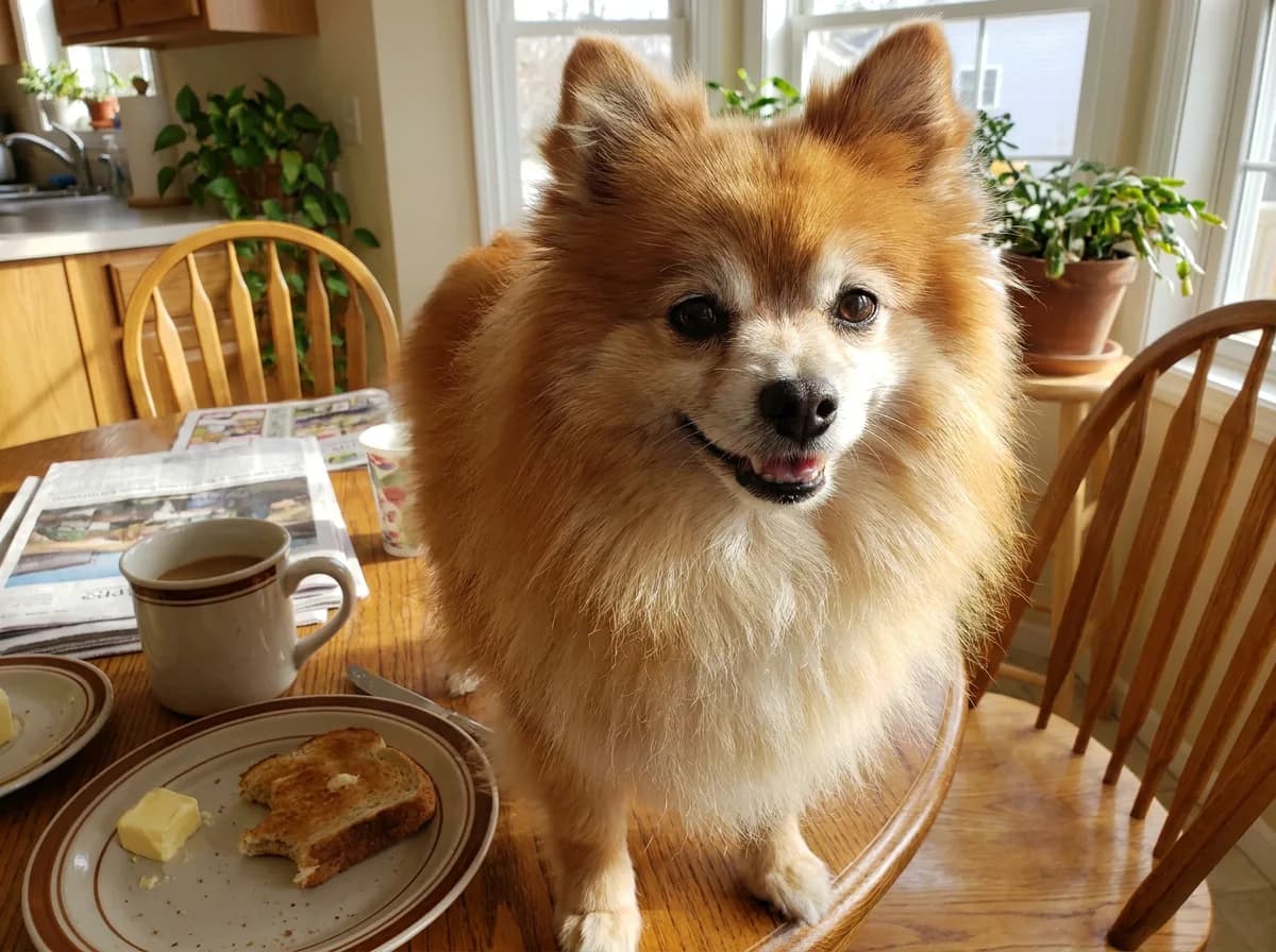Older orange Pomeranian with a whitening muzzle standing on a sunlit kitchen table beside a coffee cup and toast