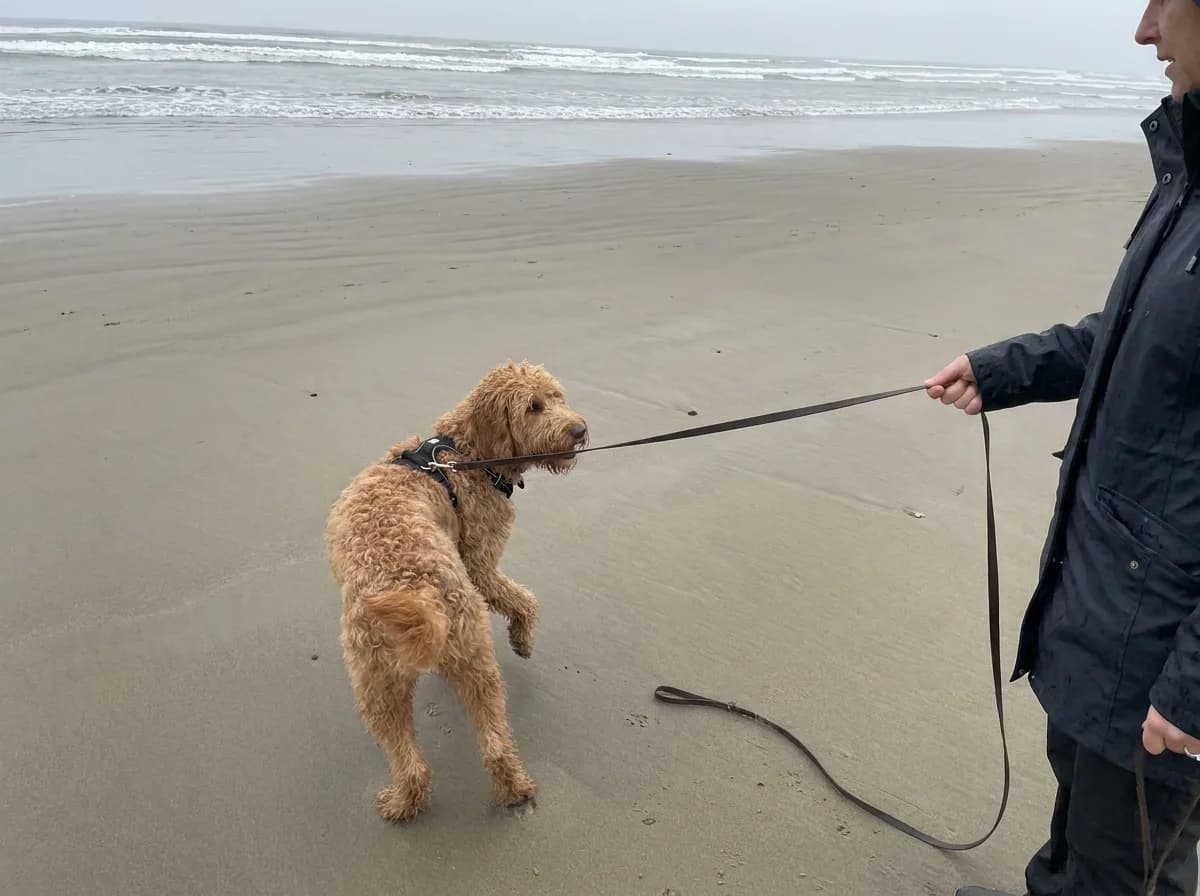Small red doodle walking on a leash on a beach