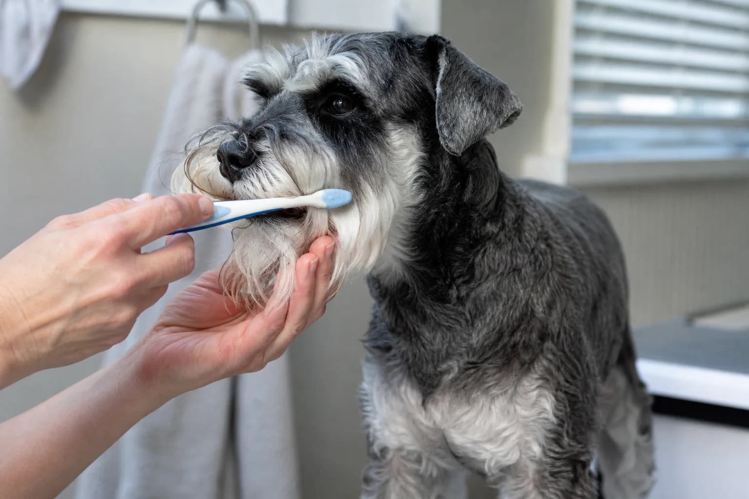 A calm oral check with visible small-dog teeth