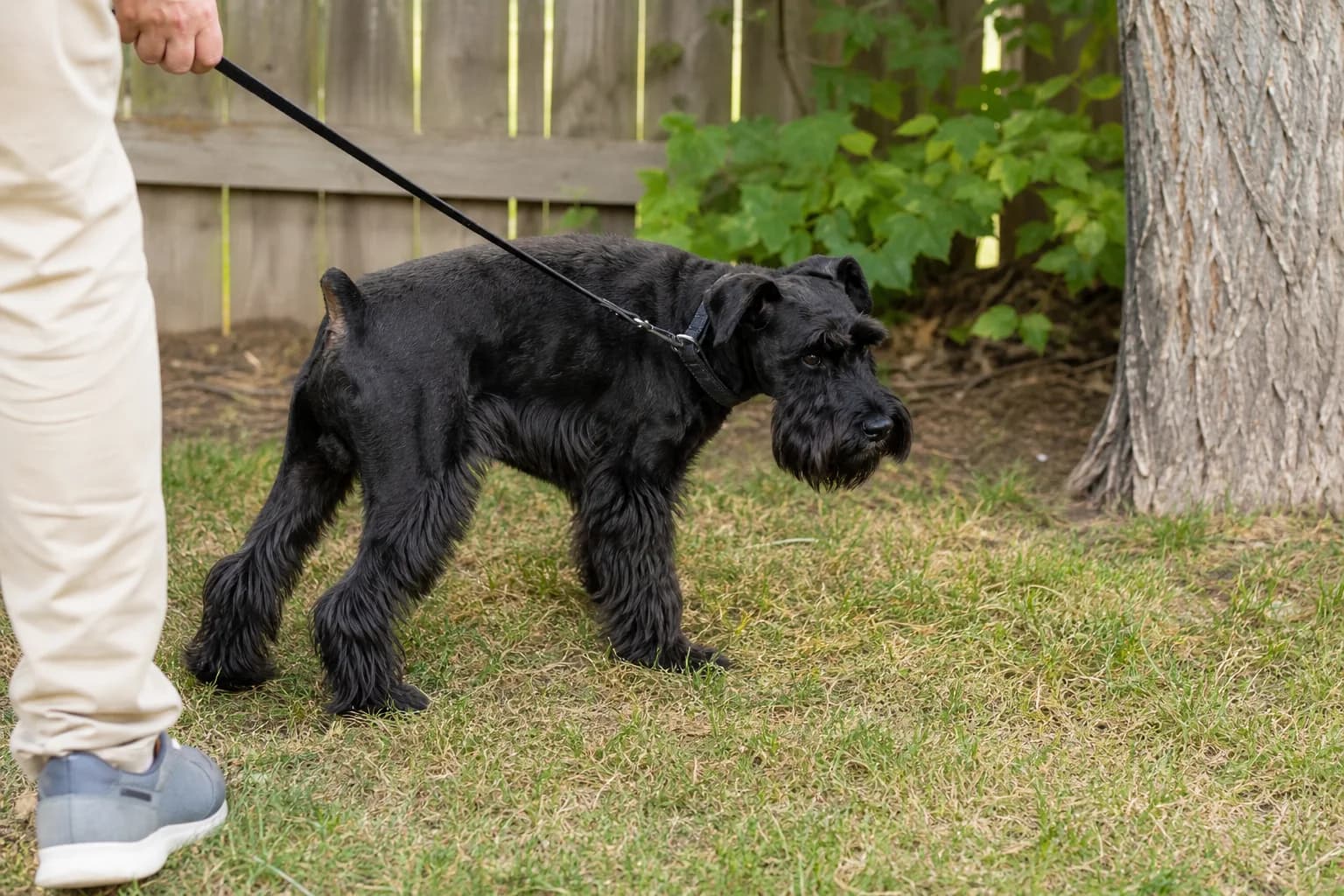 Black Miniature Schnauzer urinating outdoors while an owner observes from a loose leash