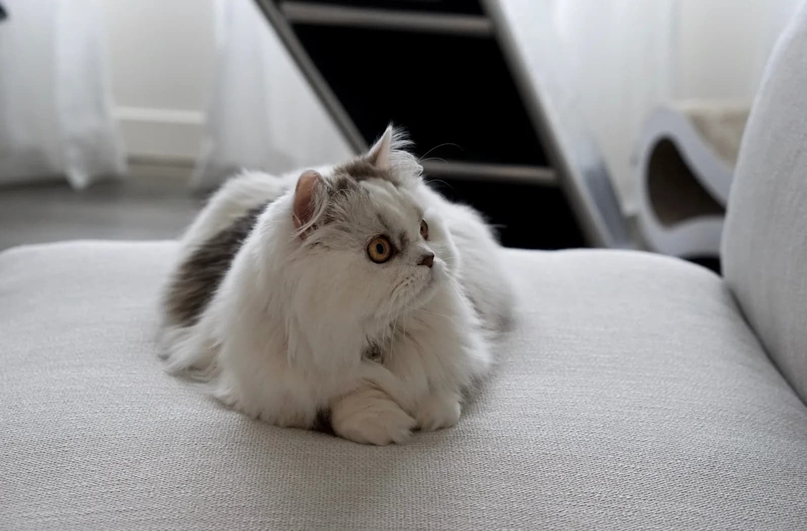 White and gray Minuet cat resting on a light sofa.