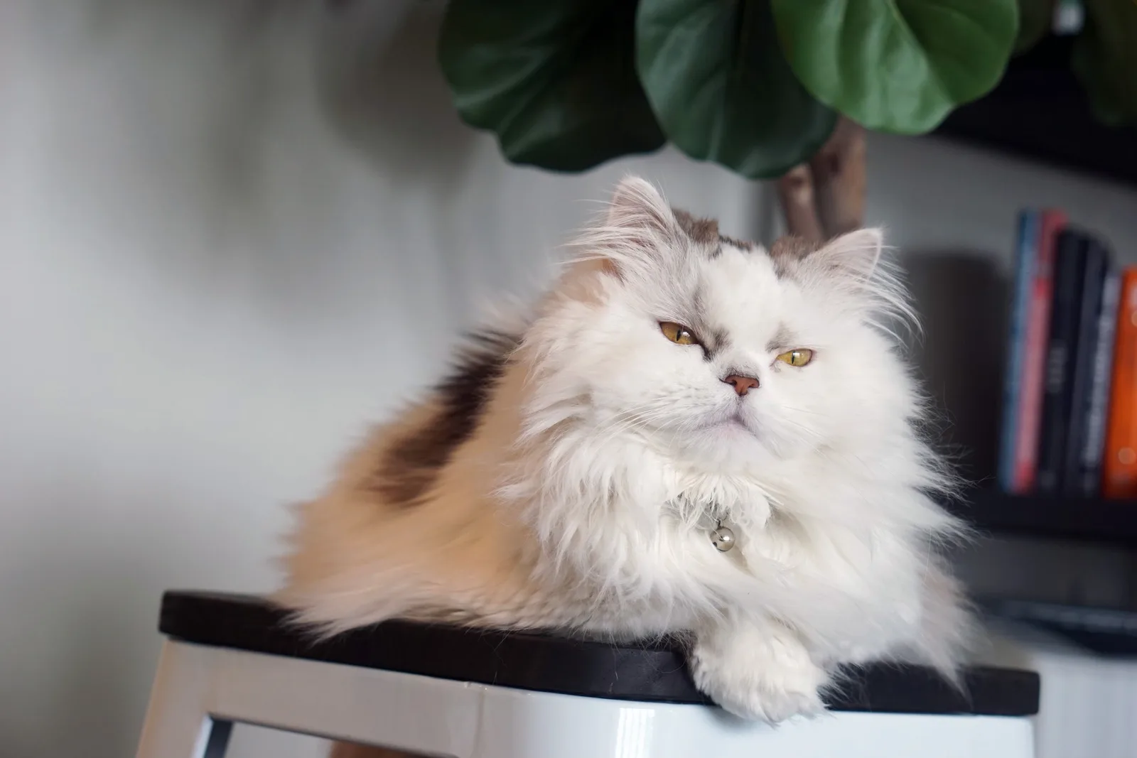 Longhaired white and gray Minuet cat resting on a stool.