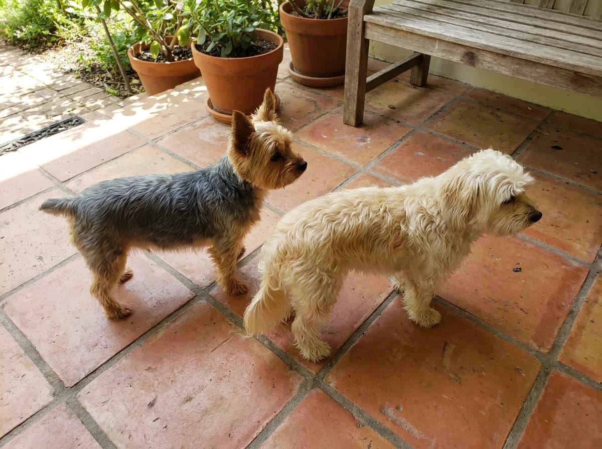 Blue-and-tan Yorkshire Terrier and cream dog standing side on on a terracotta porch.