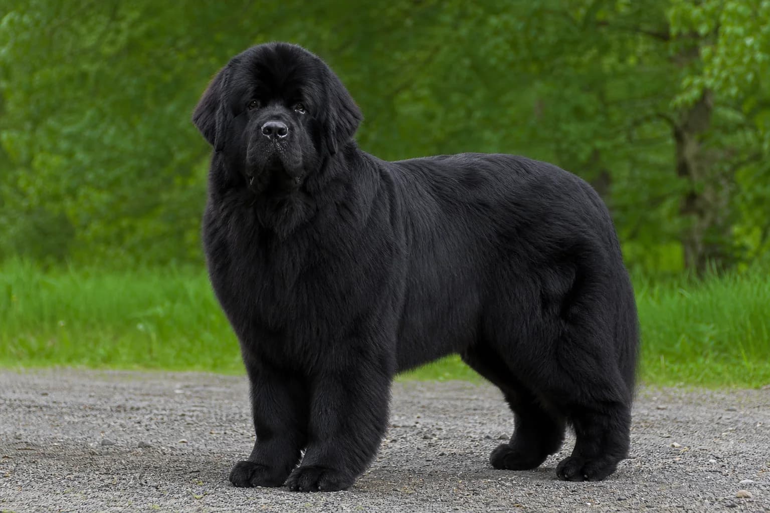 Solid-black Newfoundland standing in neutral daylight with its full coat visible