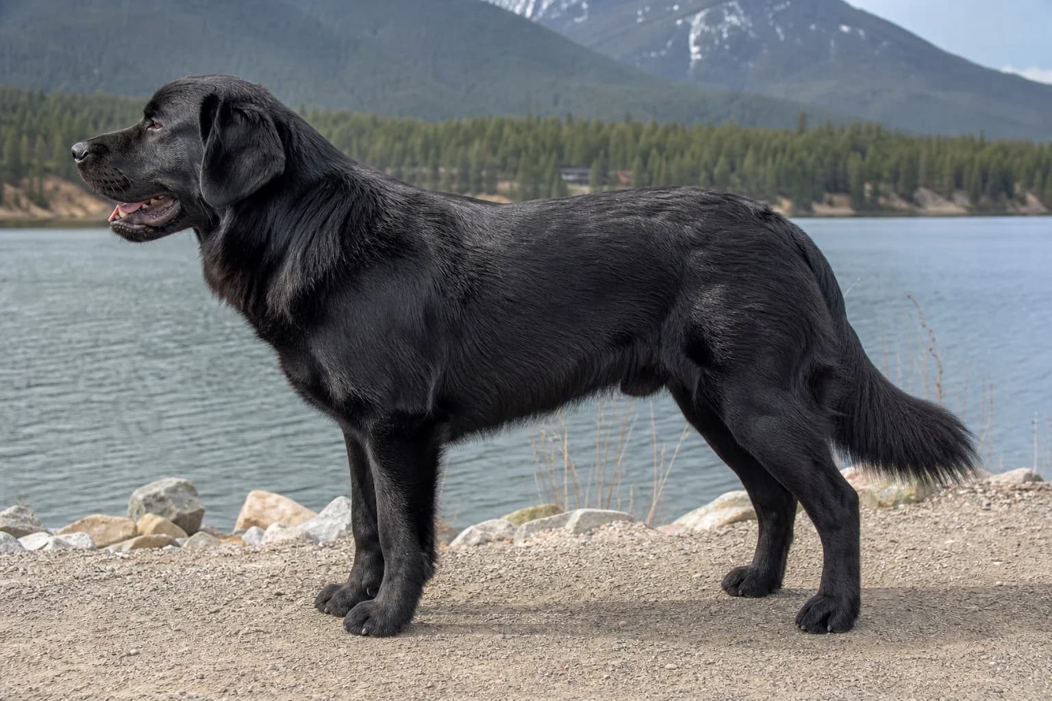Plausible large black Newfoundland Labrador mix with a smooth body coat standing beside a lake