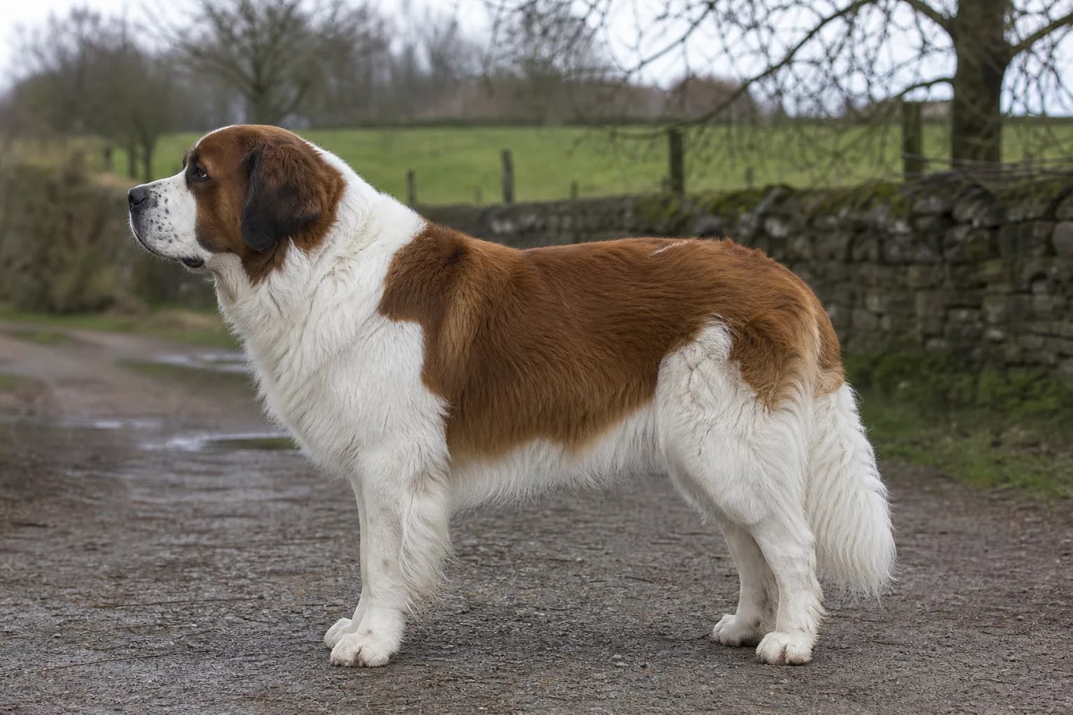 Massive white and red-brown Newfoundland Saint Bernard mix standing in profile on a farm lane