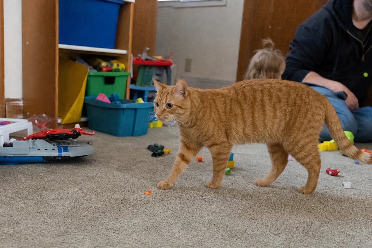 An orange mackerel-tabby cat walking through a lived-in playroom during supervised family time.