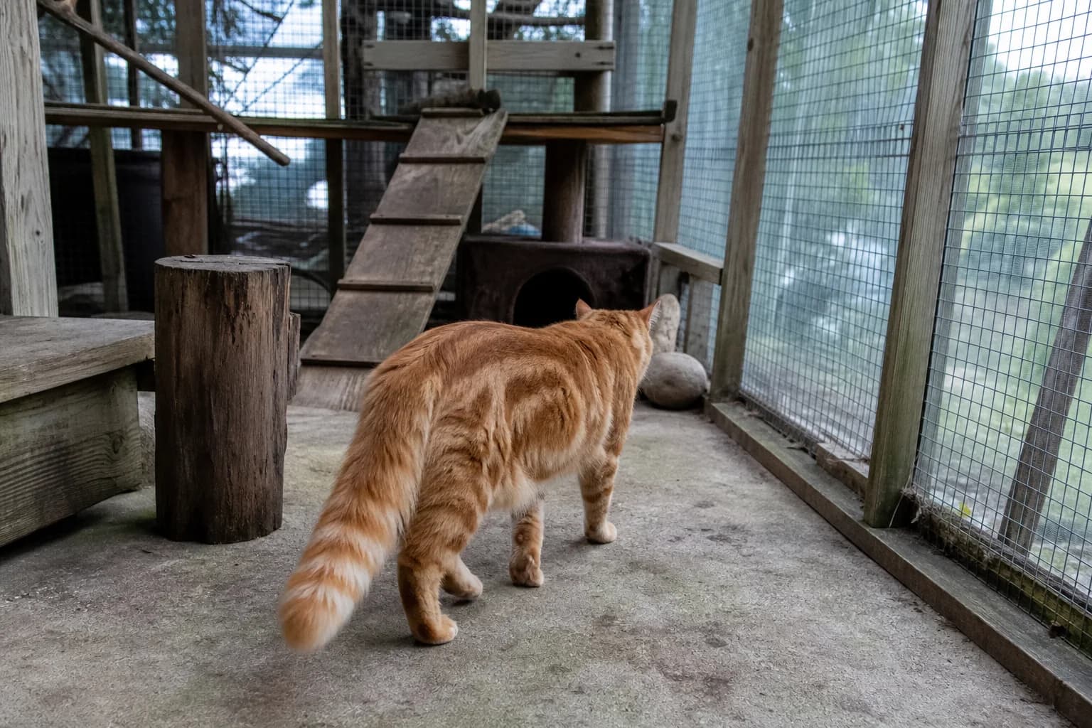 An orange longhaired classic-tabby cat walking through a weathered outdoor catio in open shade.