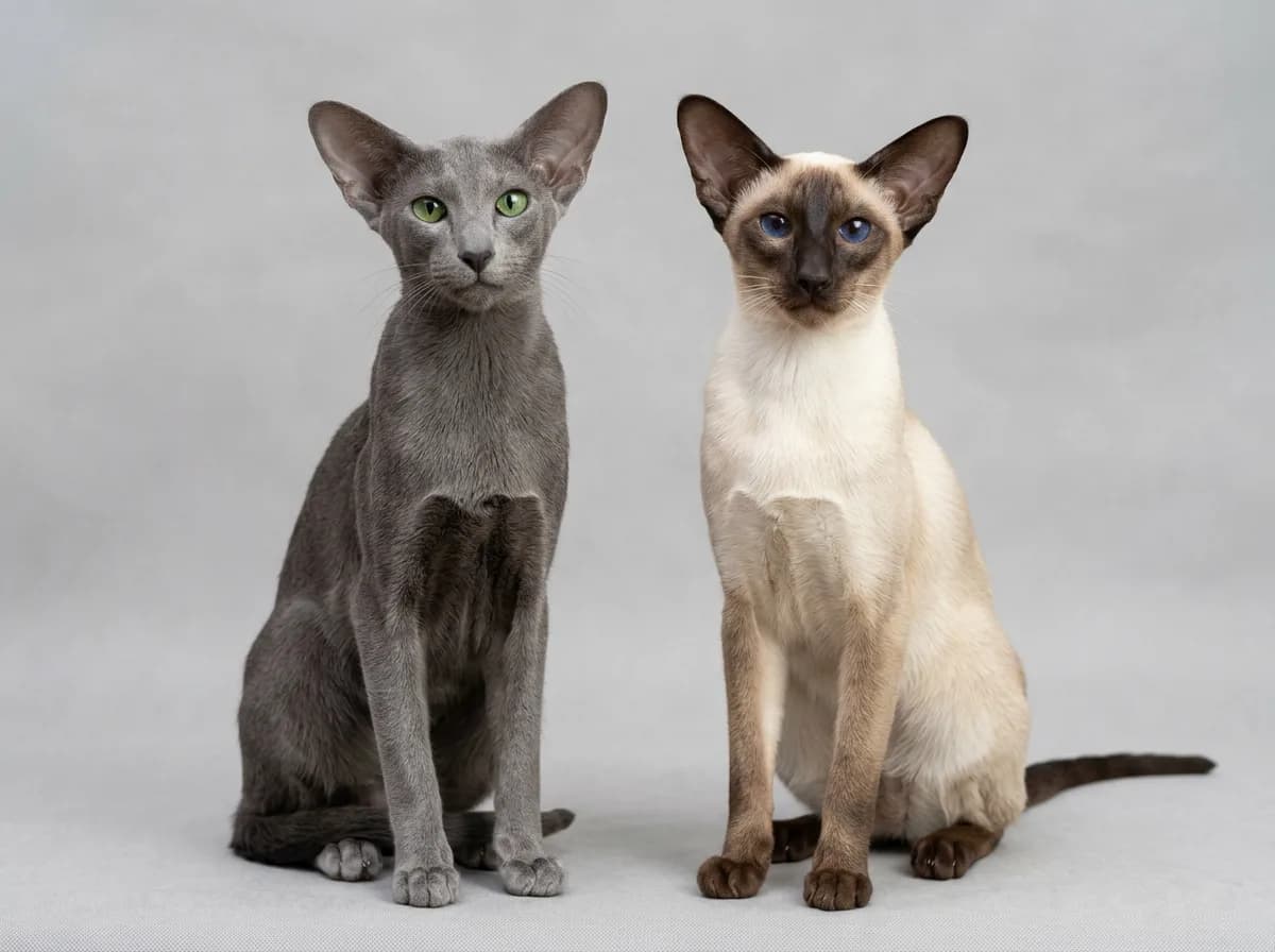 A solid blue Oriental Shorthair sitting beside a seal point Siamese, same wedge head and large ears, side by side to show the color difference