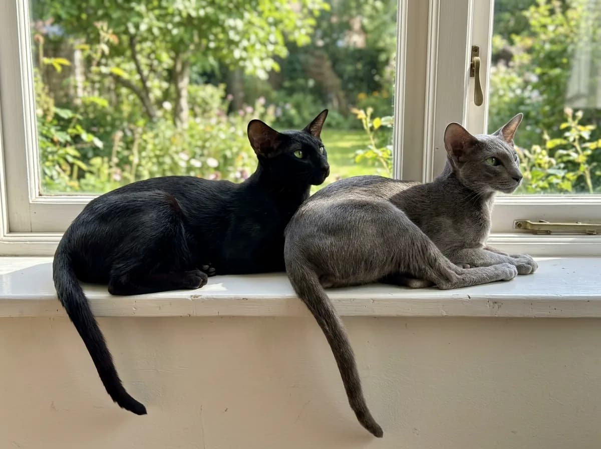 Two Oriental Shorthair cats, one ebony black and one blue, lounging together on a windowsill, illustrating that the social breed does best in pairs