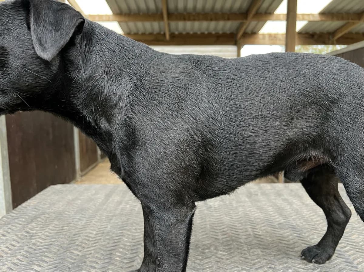 Close view of a black terrier’s short smooth coat