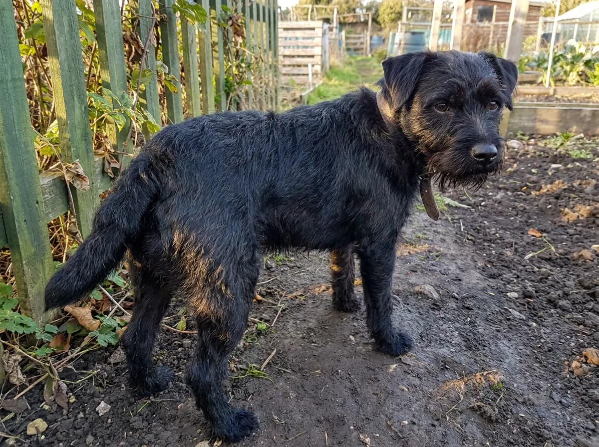 Black-and-tan rough-coated terrier standing on a garden path