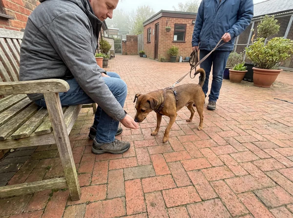Caregiver meeting a brown mixed dog held on a slack leash