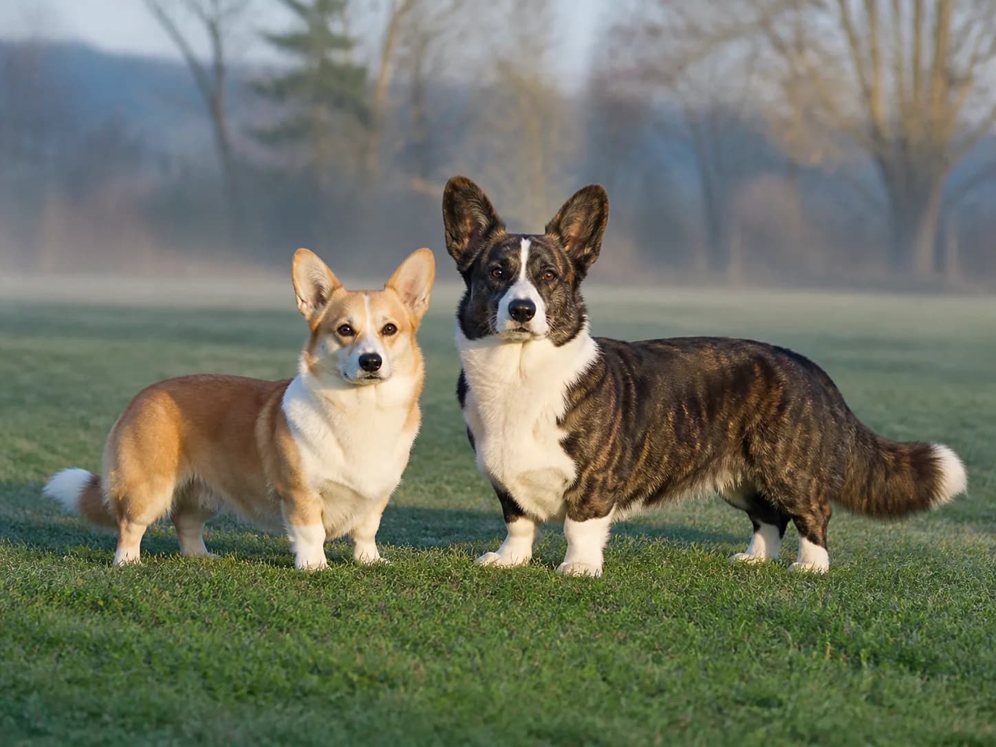 Red and white Pembroke Welsh Corgi beside a larger brindle and white Cardigan Welsh Corgi on grass.