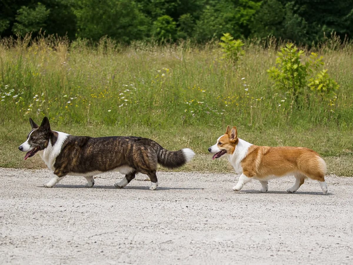 Brindle Cardigan Welsh Corgi and red Pembroke Welsh Corgi walking in side profile on a gravel path.