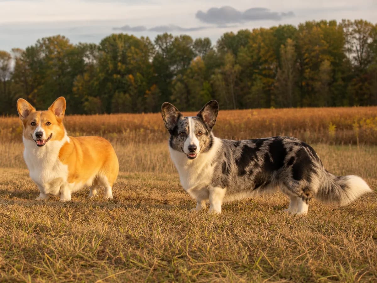 Red and white Pembroke beside a blue merle and white Cardigan Welsh Corgi in an autumn meadow.