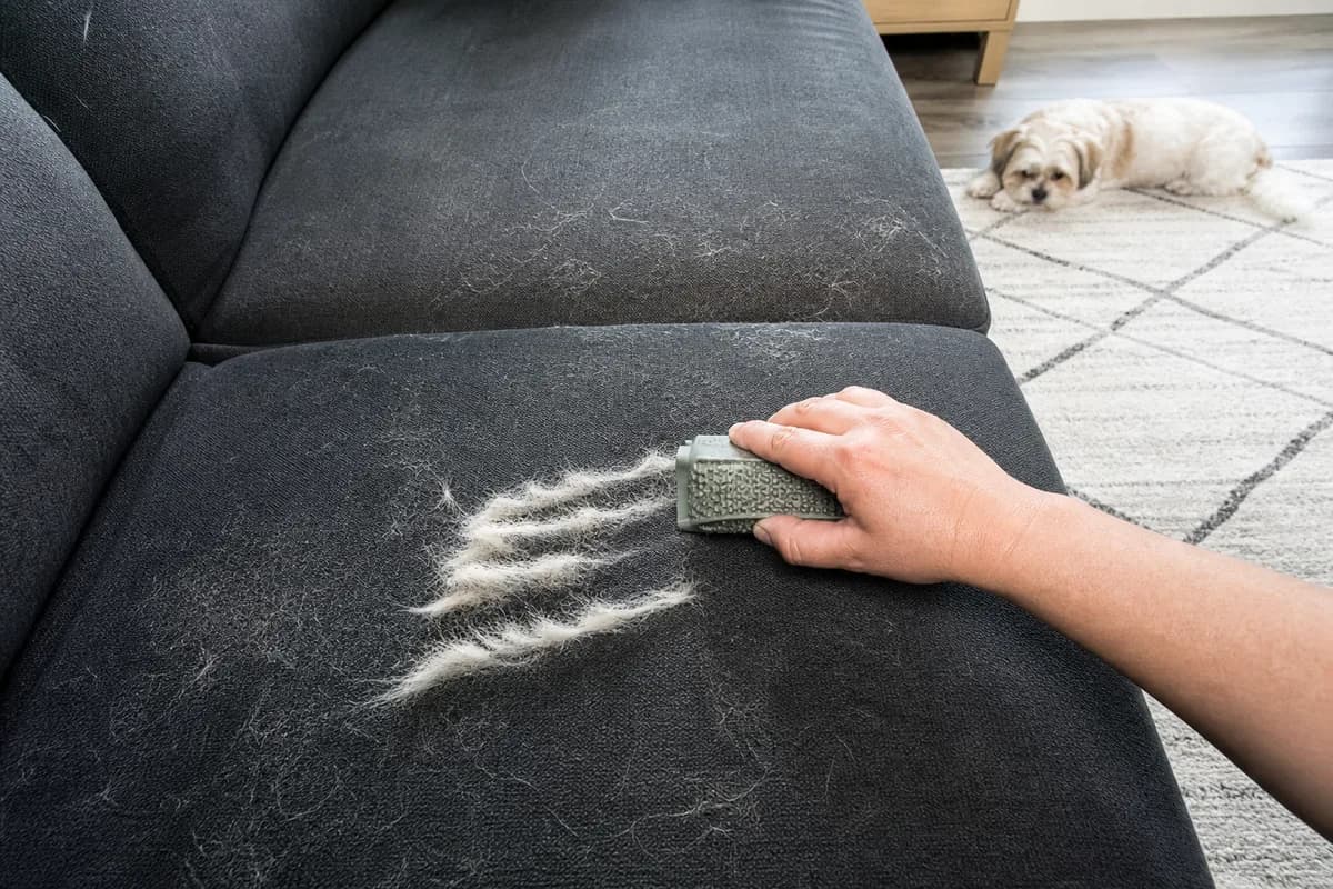 A reusable rubber brush gathering pale dog hair from a dark fabric sofa