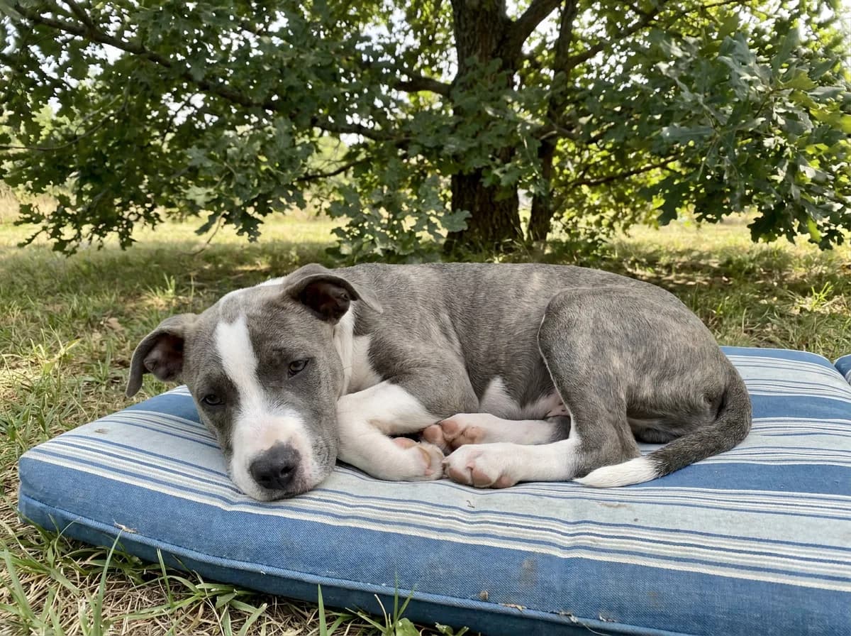 Gray and white puppy resting on a striped outdoor cushion.