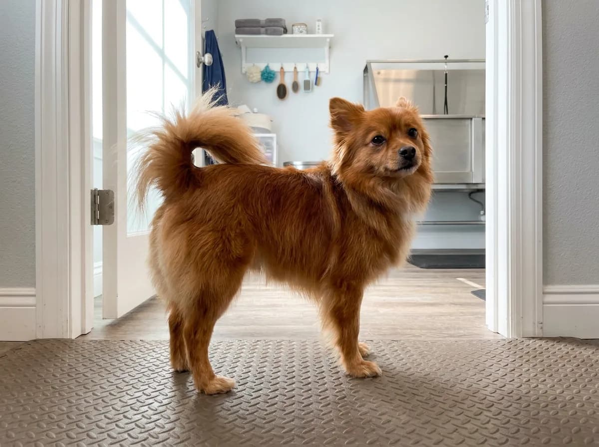 Red mixed toy dog standing in a doorway after grooming
