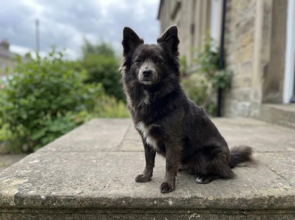 Black mixed toy dog sitting on a stone doorstep