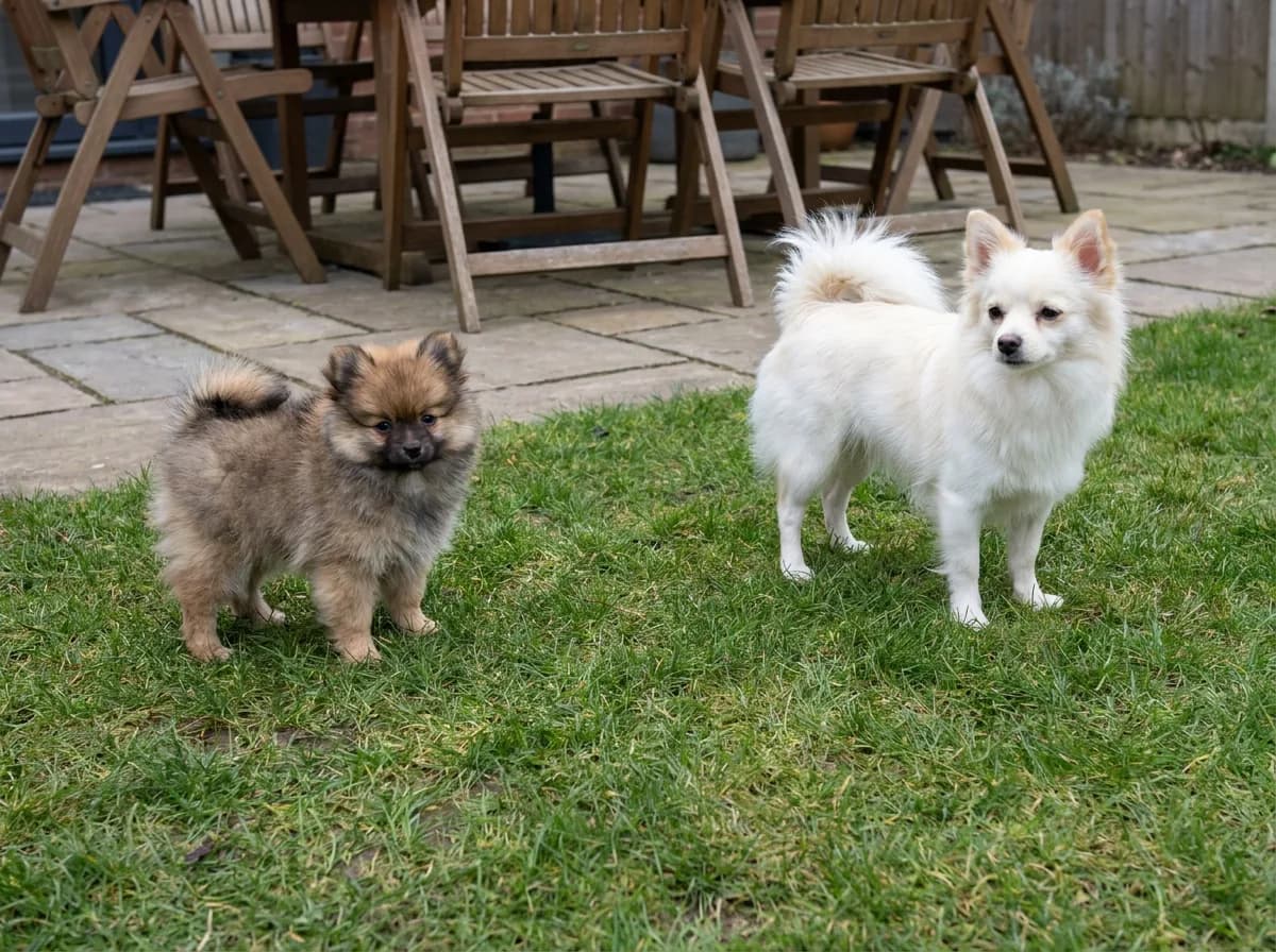 Small brown puppy and a separate larger white adult dog standing in a yard