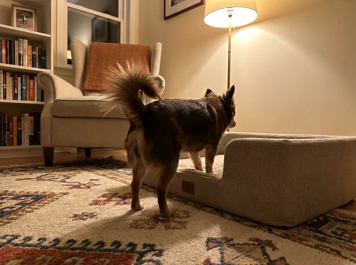Mixed toy dog approaching low foam steps