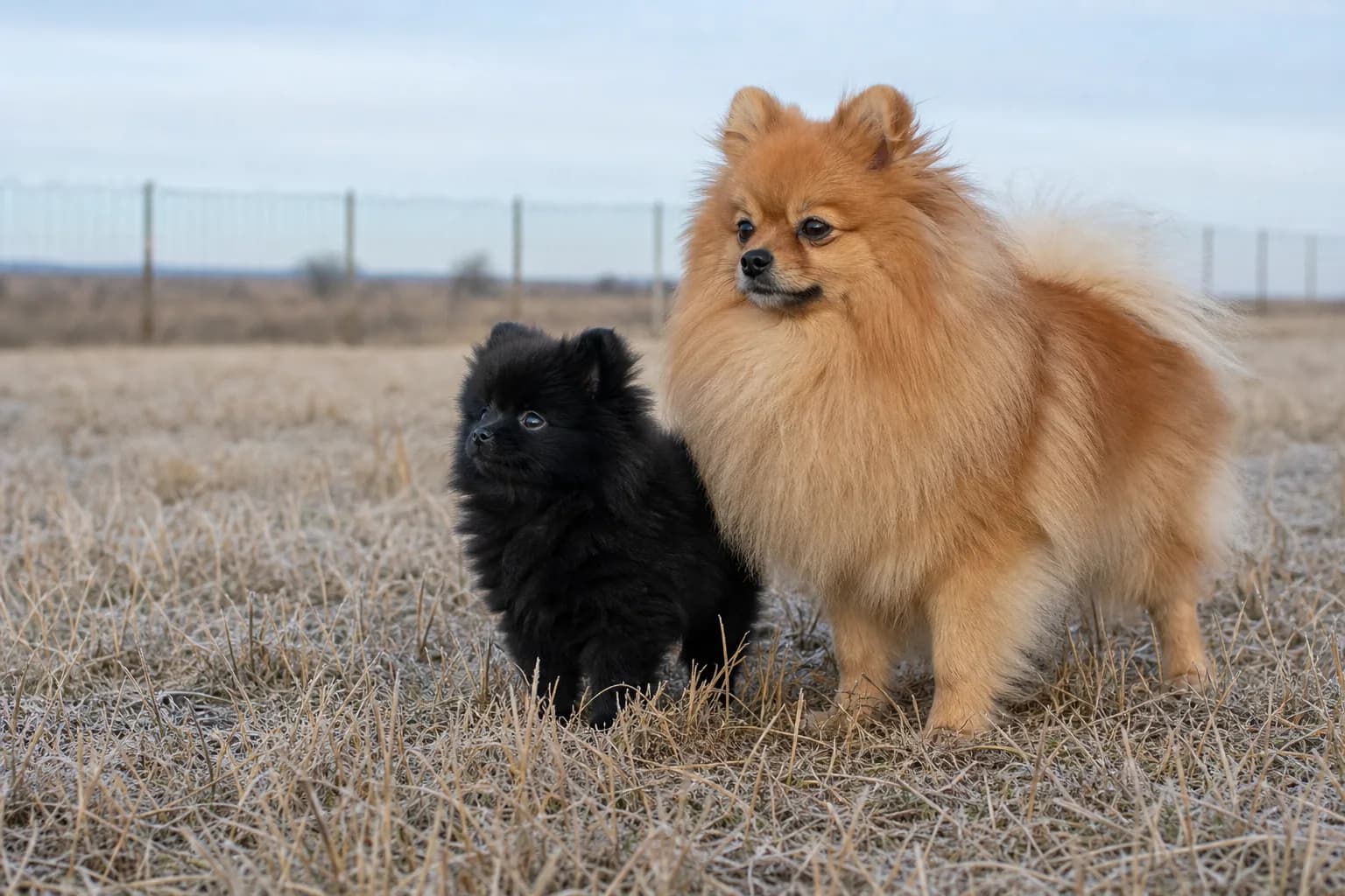 Black Pomeranian puppy beside a mature orange Pomeranian in the same pale winter meadow