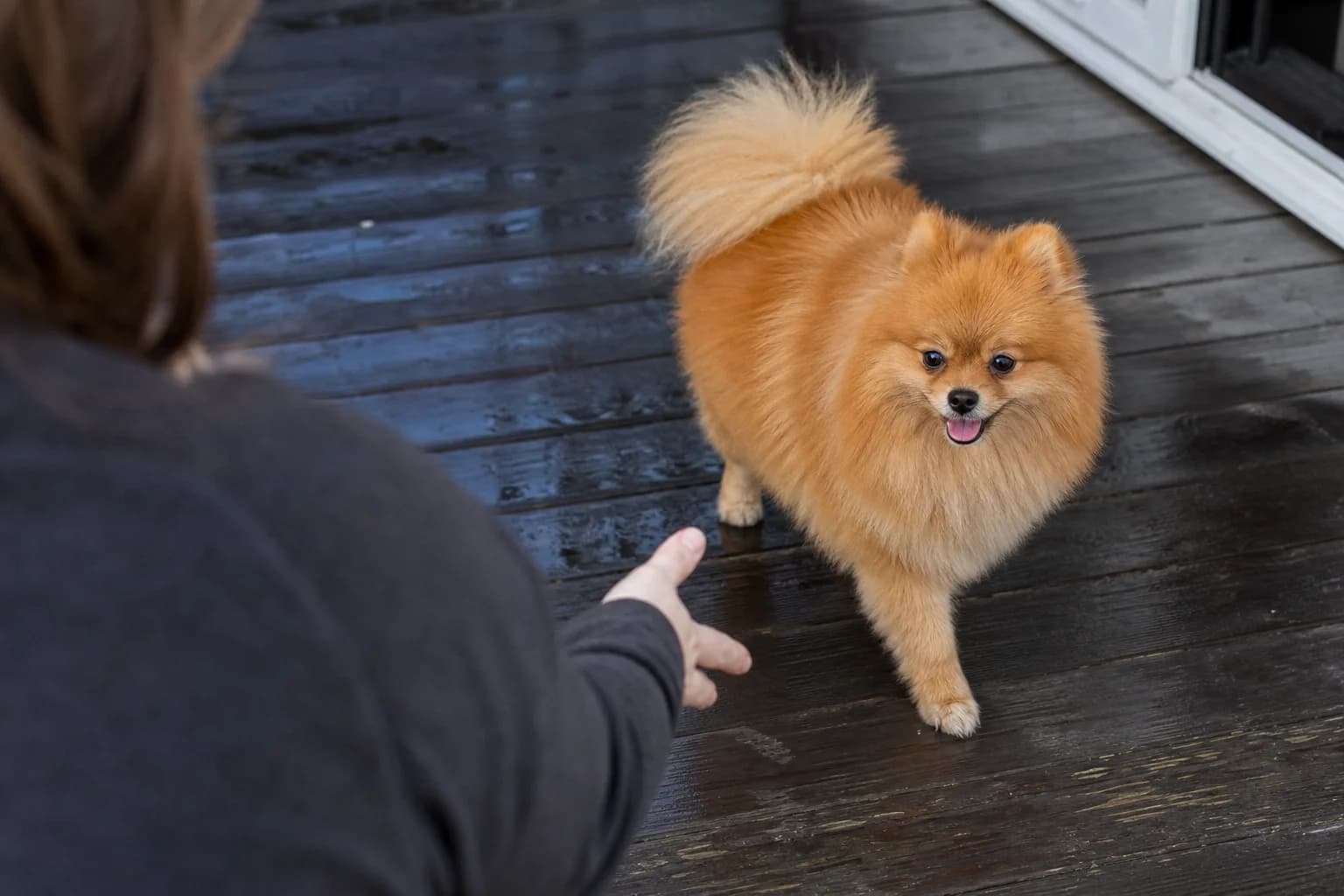 Orange Pomeranian approaching a caregiver's outstretched hand on a rain-darkened timber porch