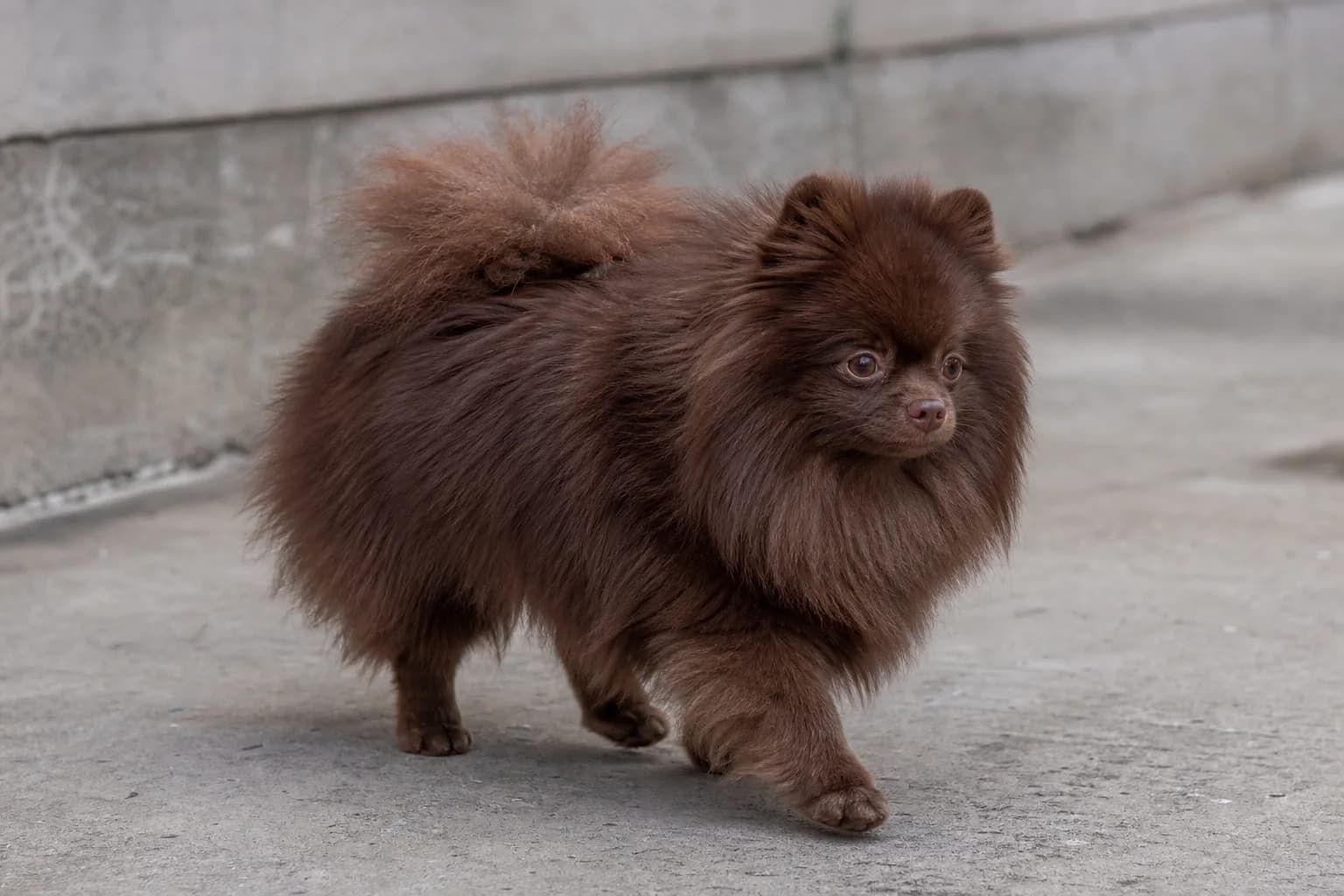 Chocolate Pomeranian with a liver-brown coat and brown nose walking across a gray courtyard