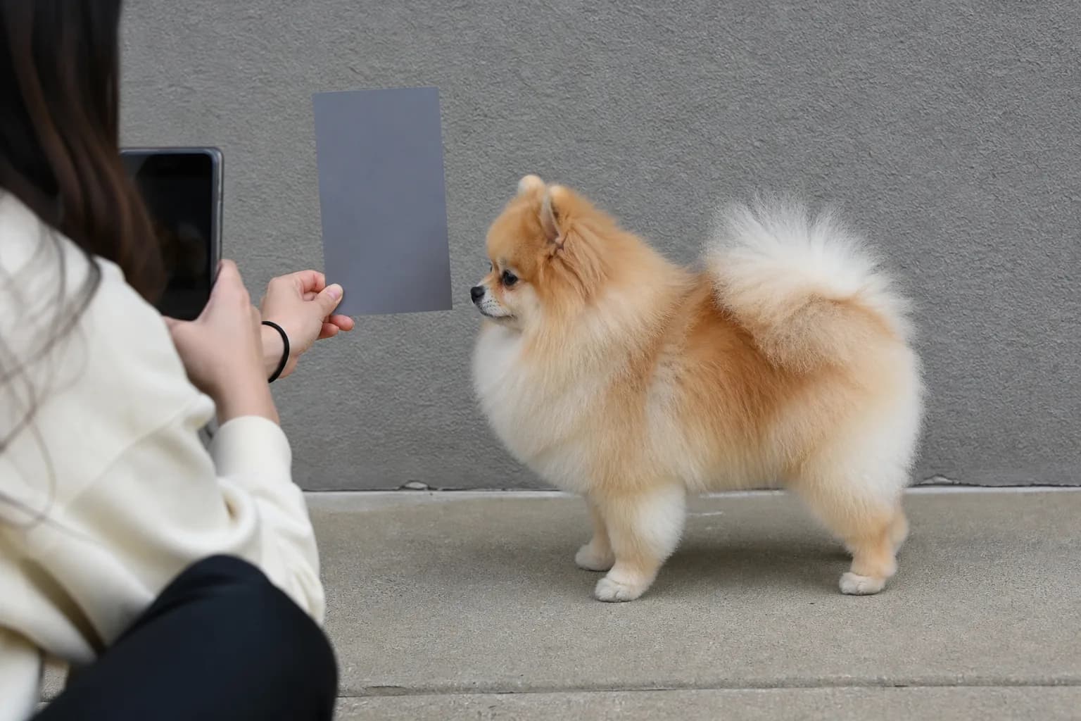 Caregiver photographing a cream-and-orange Pomeranian beside a neutral gray reference card