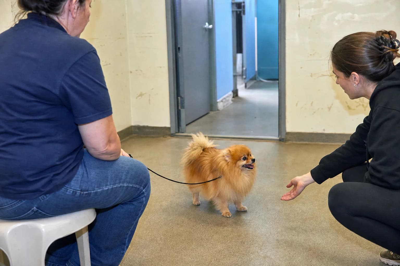 Orange Pomeranian meeting a prospective adopter and rescue staff member in a quiet room