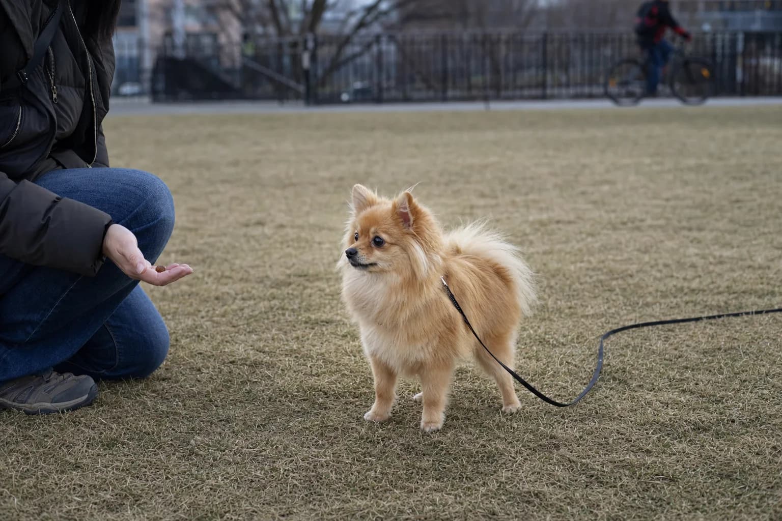 Orange sable Pomeranian turning from a distant cyclist toward a handler's reward