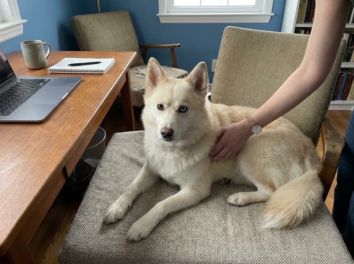 Illustrated cream pointed-eared dog relaxing on a padded chair beside a desk.