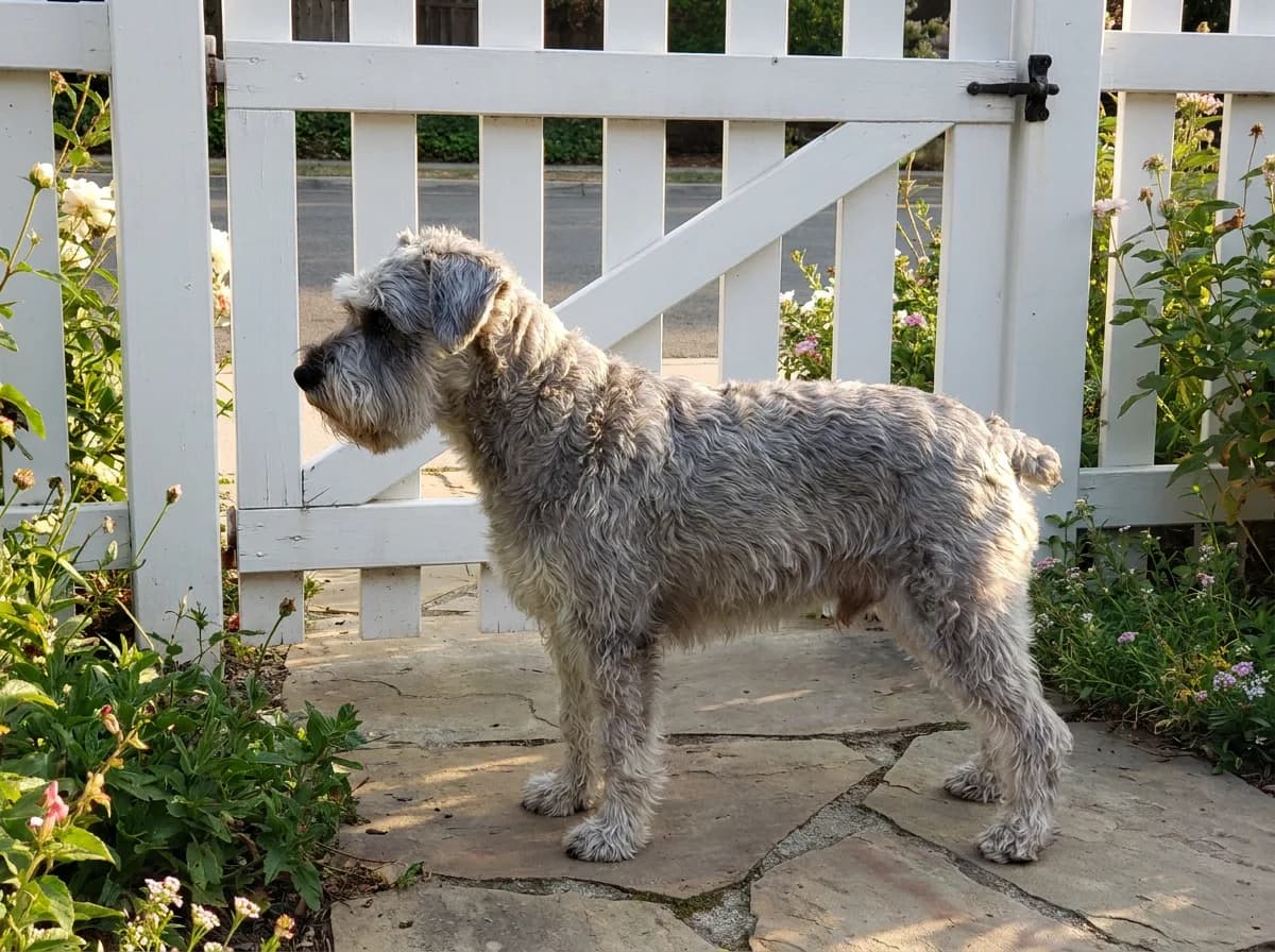 Adult silver-gray Schnoodle with a wavy, wiry coat, beard, and bushy brows standing in profile by a white picket gate