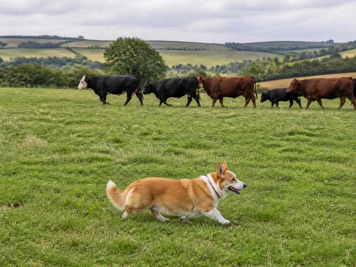 Red and white Pembroke Welsh Corgi moving across a pasture below a cattle herd.